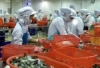 5 thị trường nhập khẩu tôm Việt Nam giảm mạnh nhất